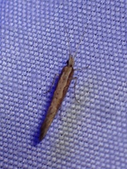 Plutella xylostella