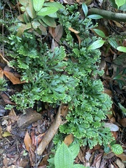 Selaginella intermedia