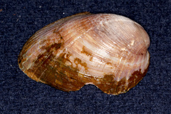 Musculus impactus