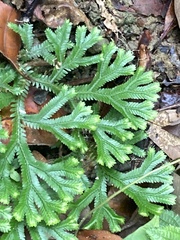Selaginella intermedia