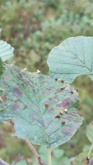Eriophyes alniincanae