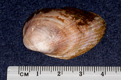 Musculus impactus