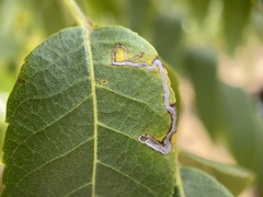 Stigmella longisacca