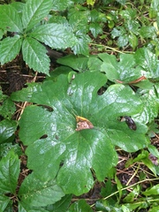 Sanguinaria canadensis
