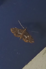 Paracymoriza cataclystalis