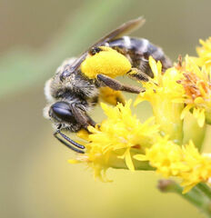 Andrena asteris