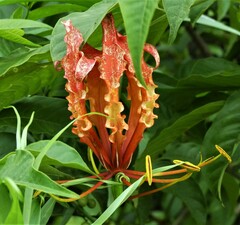 Gloriosa superba