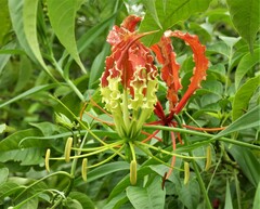 Gloriosa superba