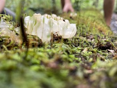 Ductifera pululahuana