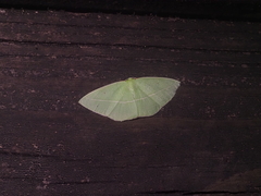 Tanaoctenia haliaria