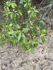 Myoporum laetum