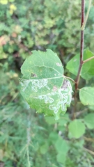 Phyllocnistis labyrinthella