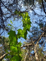 Dioscorea bryoniifolia
