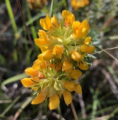 Phyllota phylicoides