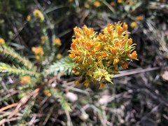 Phyllota phylicoides