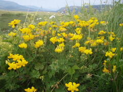 Lotus corniculatus