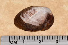 Musculus impactus