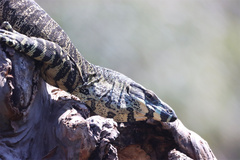 Varanus varius