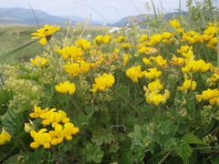 Lotus corniculatus