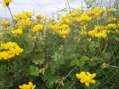 Lotus corniculatus