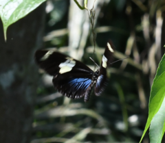 Heliconius doris