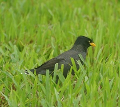 Acridotheres javanicus