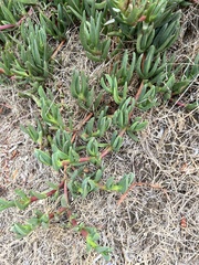 Carpobrotus chilensis