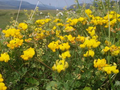 Lotus corniculatus