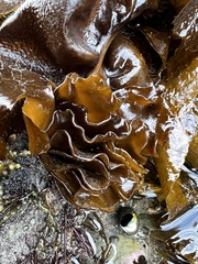 Undaria pinnatifida