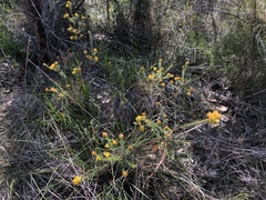 Phyllota phylicoides