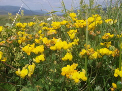 Lotus corniculatus