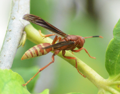 Polistes mexicanus