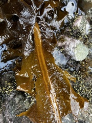 Undaria pinnatifida