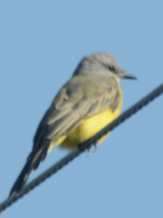 Tyrannus melancholicus