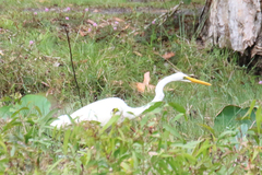 Ardea alba modesta