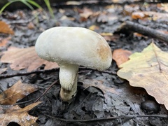 Hypomyces