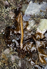 Undaria pinnatifida