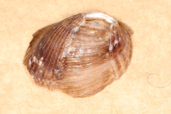 Musculus impactus