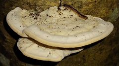 Trametes elegans
