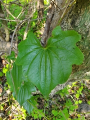 Dioscorea bryoniifolia