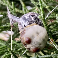 Mastophora