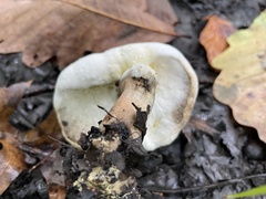 Hypomyces