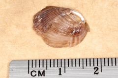 Musculus impactus