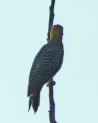 Melanerpes chrysogenys