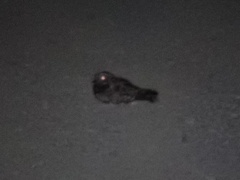 Phalaenoptilus nuttallii