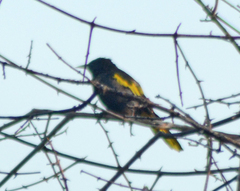 Cassiculus melanicterus