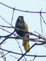 Cassiculus melanicterus