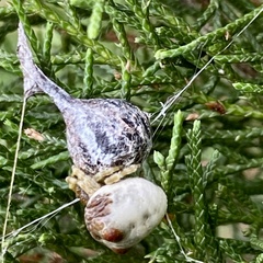 Mastophora
