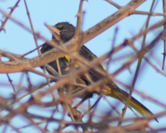 Cassiculus melanicterus