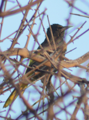 Cassiculus melanicterus